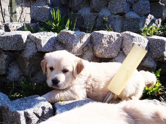 Kαλή τιμή!!!.Πουλάω όμορφα κουτάβια ράτσα GOLDEN RETRIEVER- Γκολντεν Ριτριβερ-250 euro...